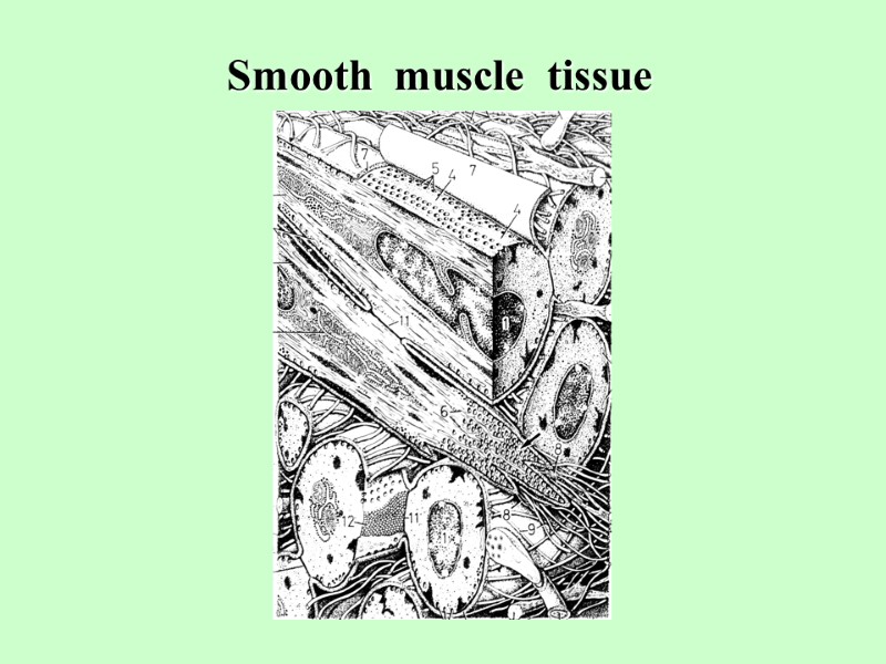 Smooth  muscle  tissue